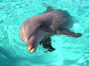 happy dolphin