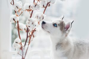 Husky puppy sniffs cotton branches. Symbol of new year