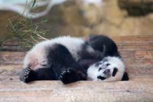 baby panda is sleeping on his back