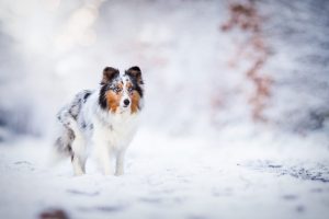 dog playing in winter snow