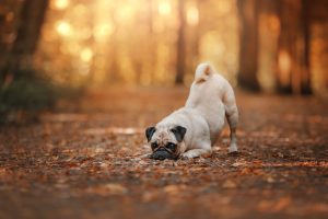Dog pug in the fallen leaves in the Park