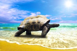 big turtle at the ocean