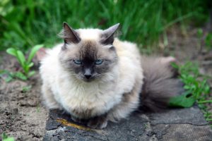 The Balinese cat