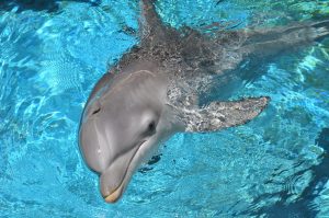 Dolphin swimming in water