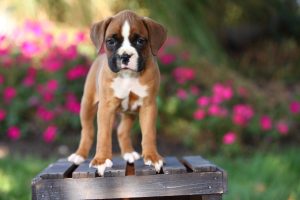boxer dog puppy
