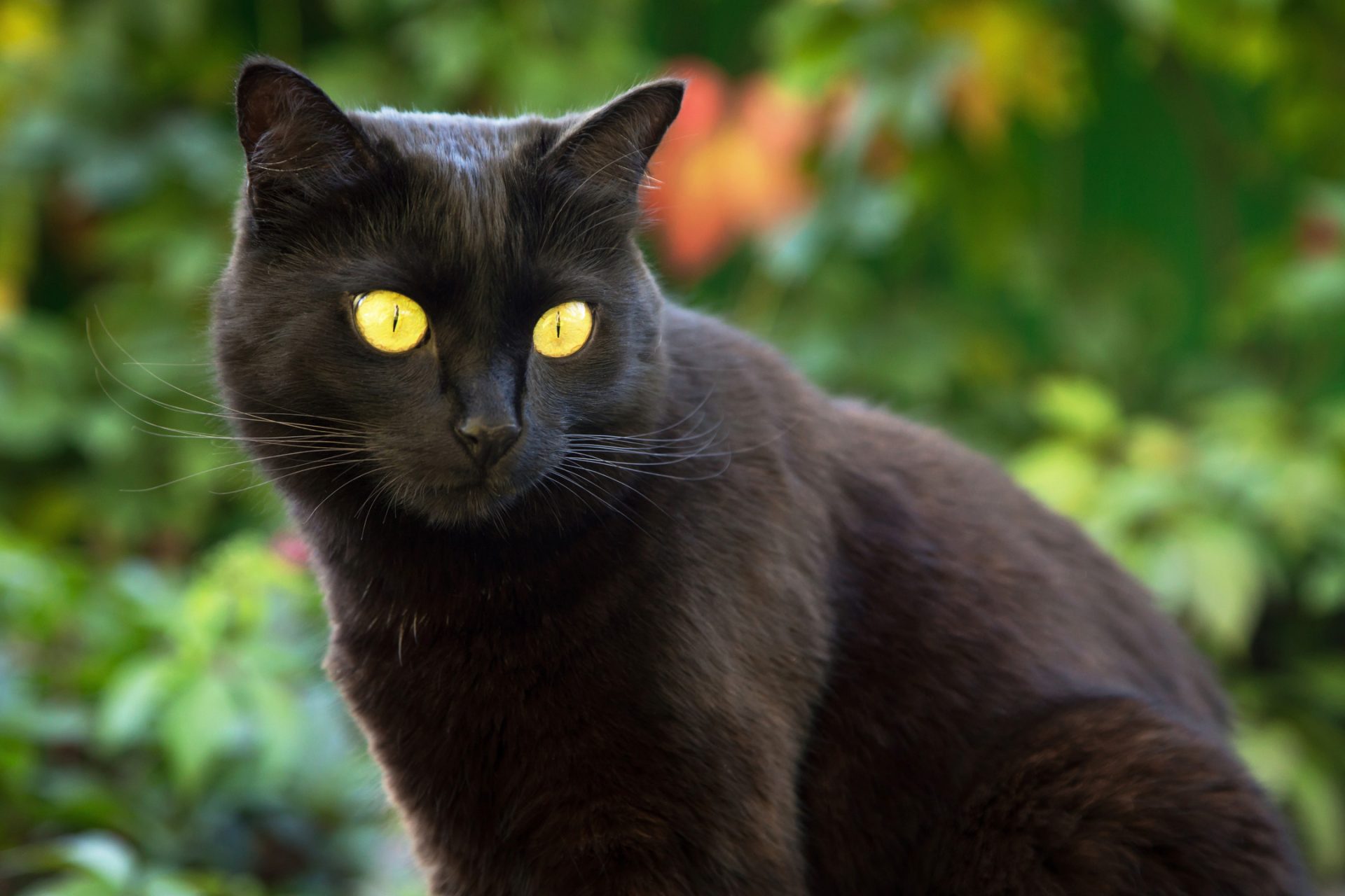 Bombay cat