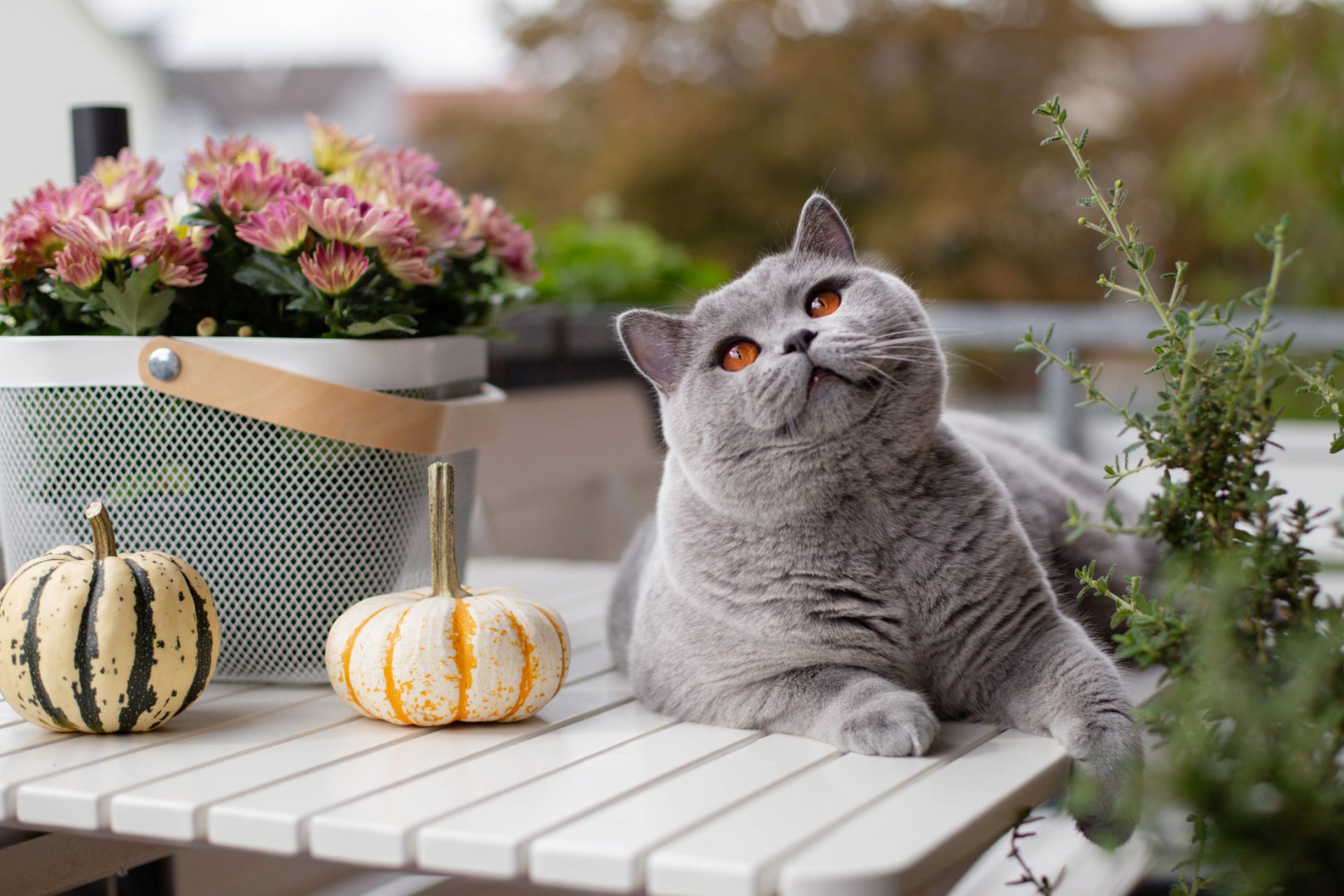 British Shorthair