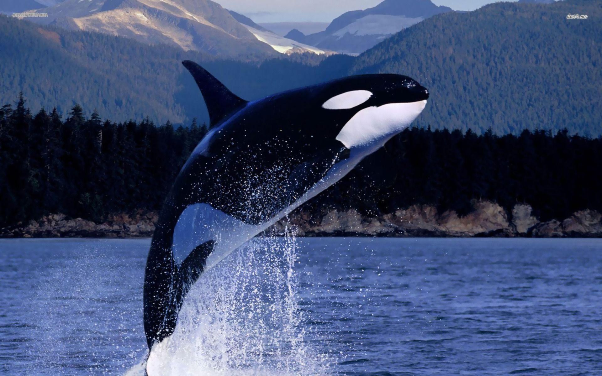 native Onvoorziene omstandigheden ONWAAR Killer Whales - The Most Powerful Predators on the Planet - MyStart