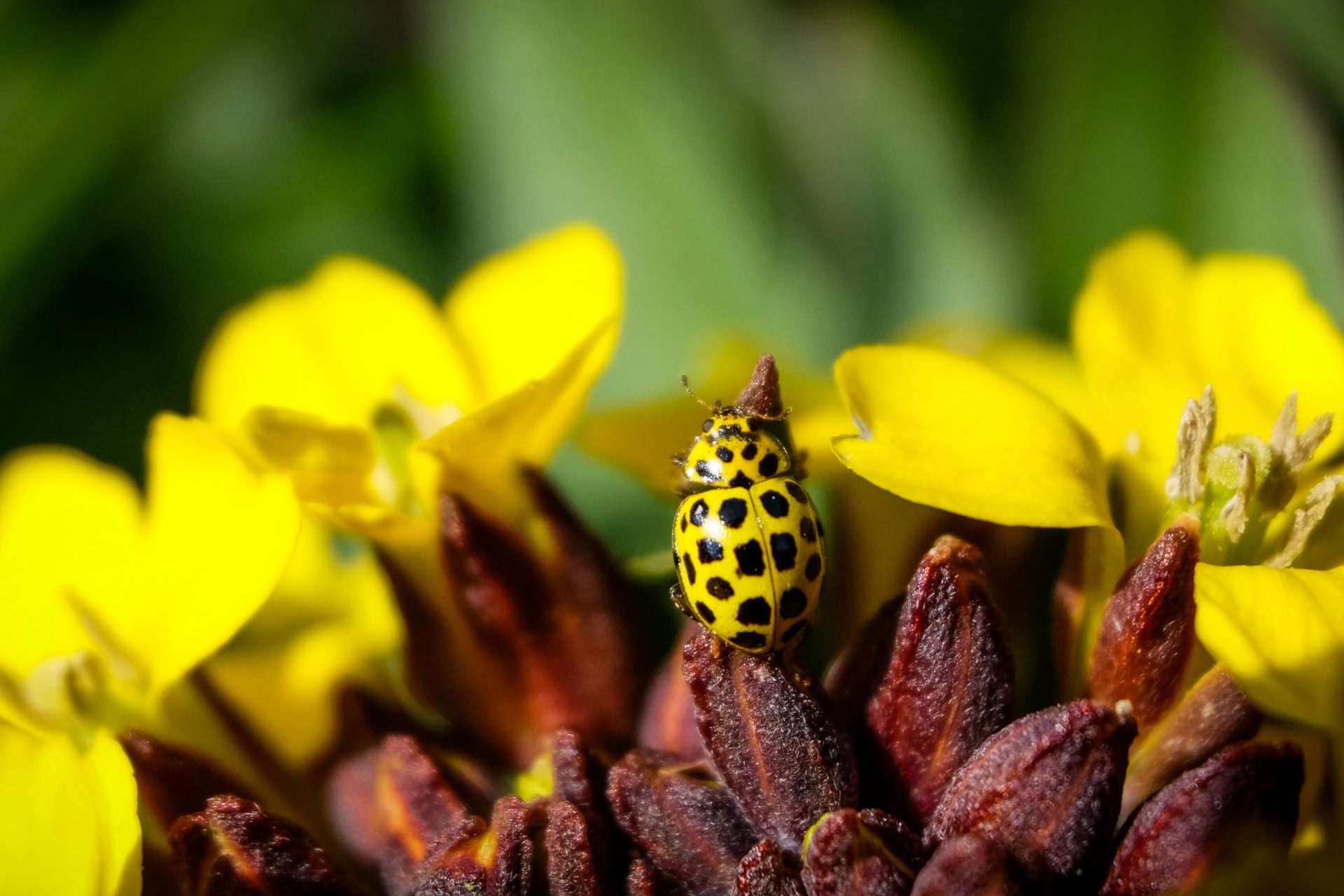 ladybug