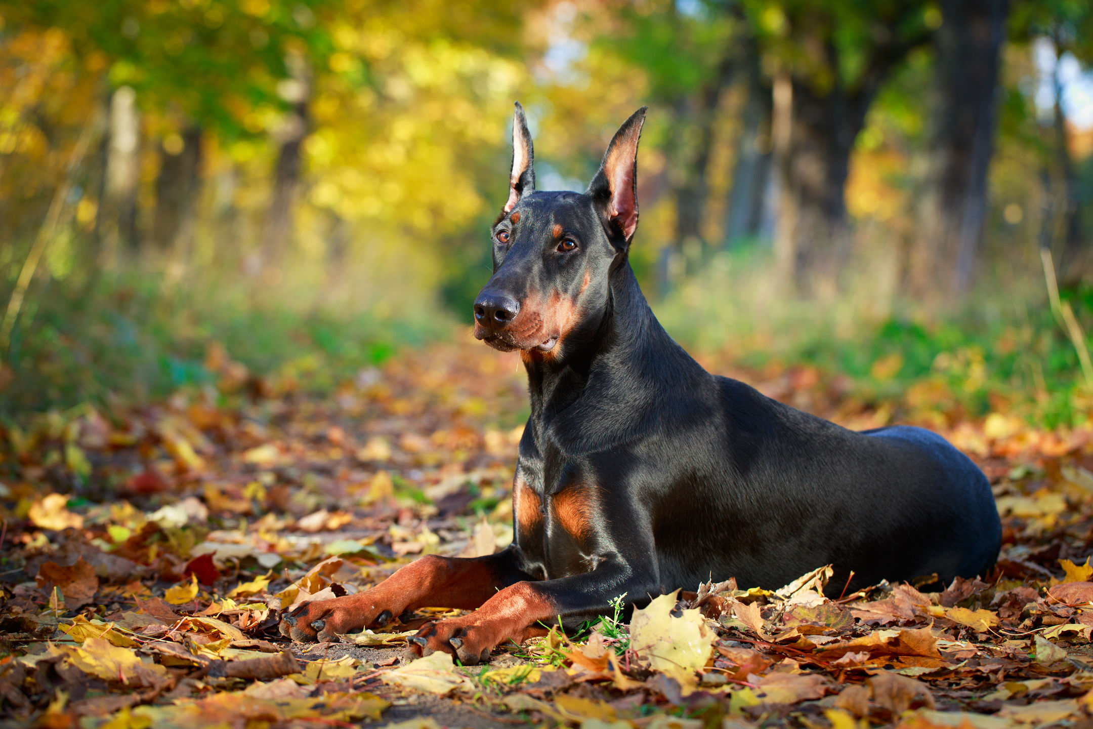 what do i need for a new doberman puppy