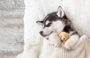 cute husky puppy sleeping with teddy bear