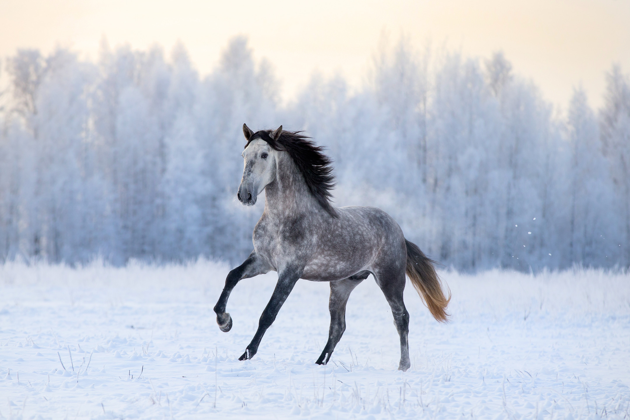 Popular Winter Animals that Thrive in Cold Weather - MyStart