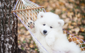 cute Samoyed white puppy