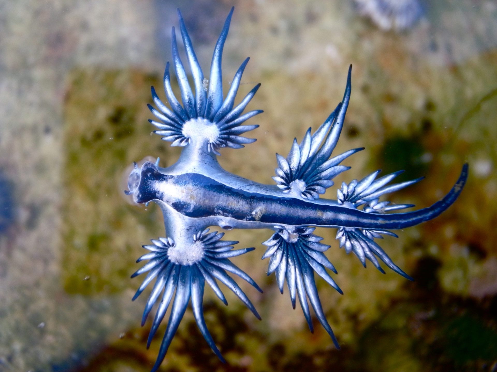 blue dragon