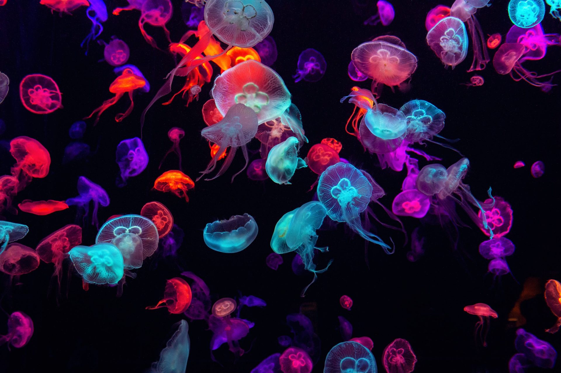 glow-in-the-dark jellyfish