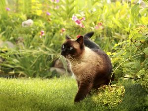 cute cat in the grass