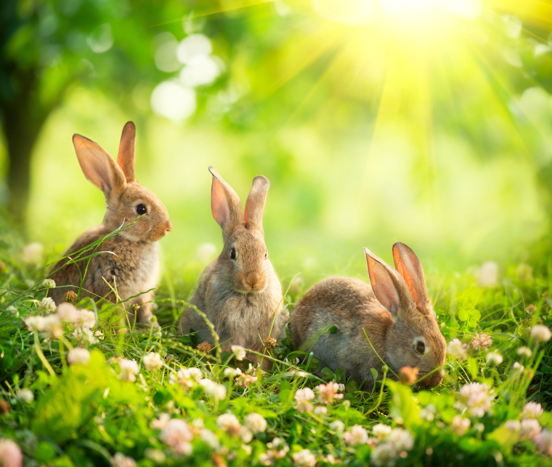 Cute Bunny Rabbits Wallpapers  Top Free Cute Bunny Rabbits Backgrounds   WallpaperAccess