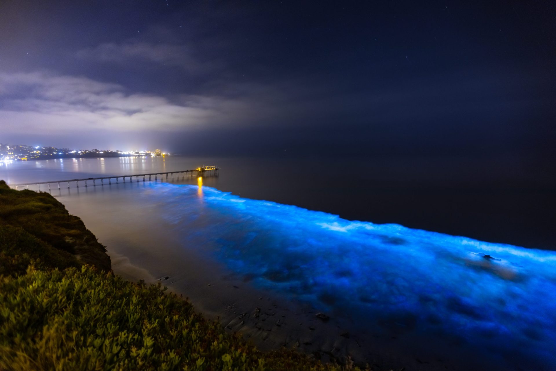 bioluminescence