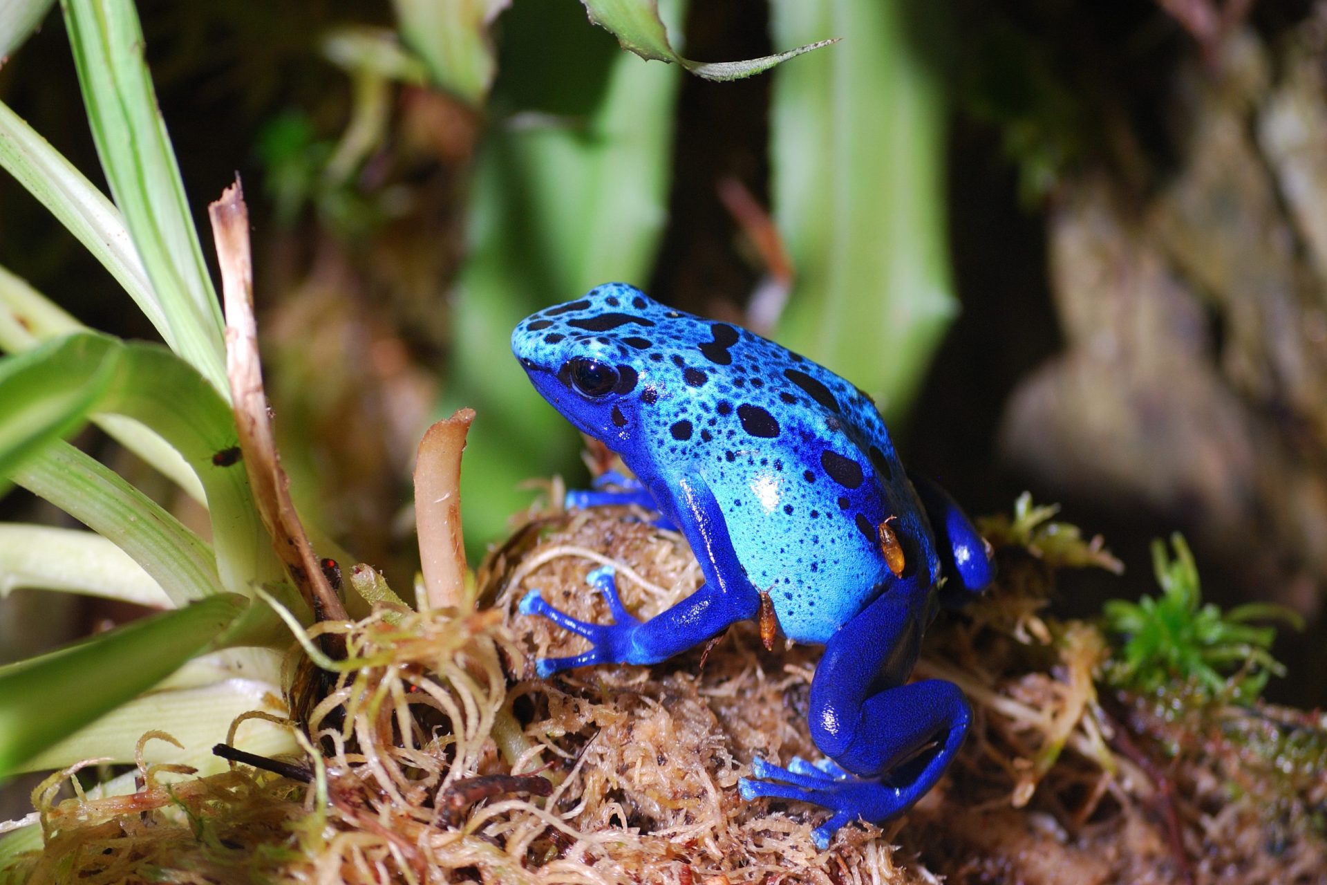 blue poison dart frogs