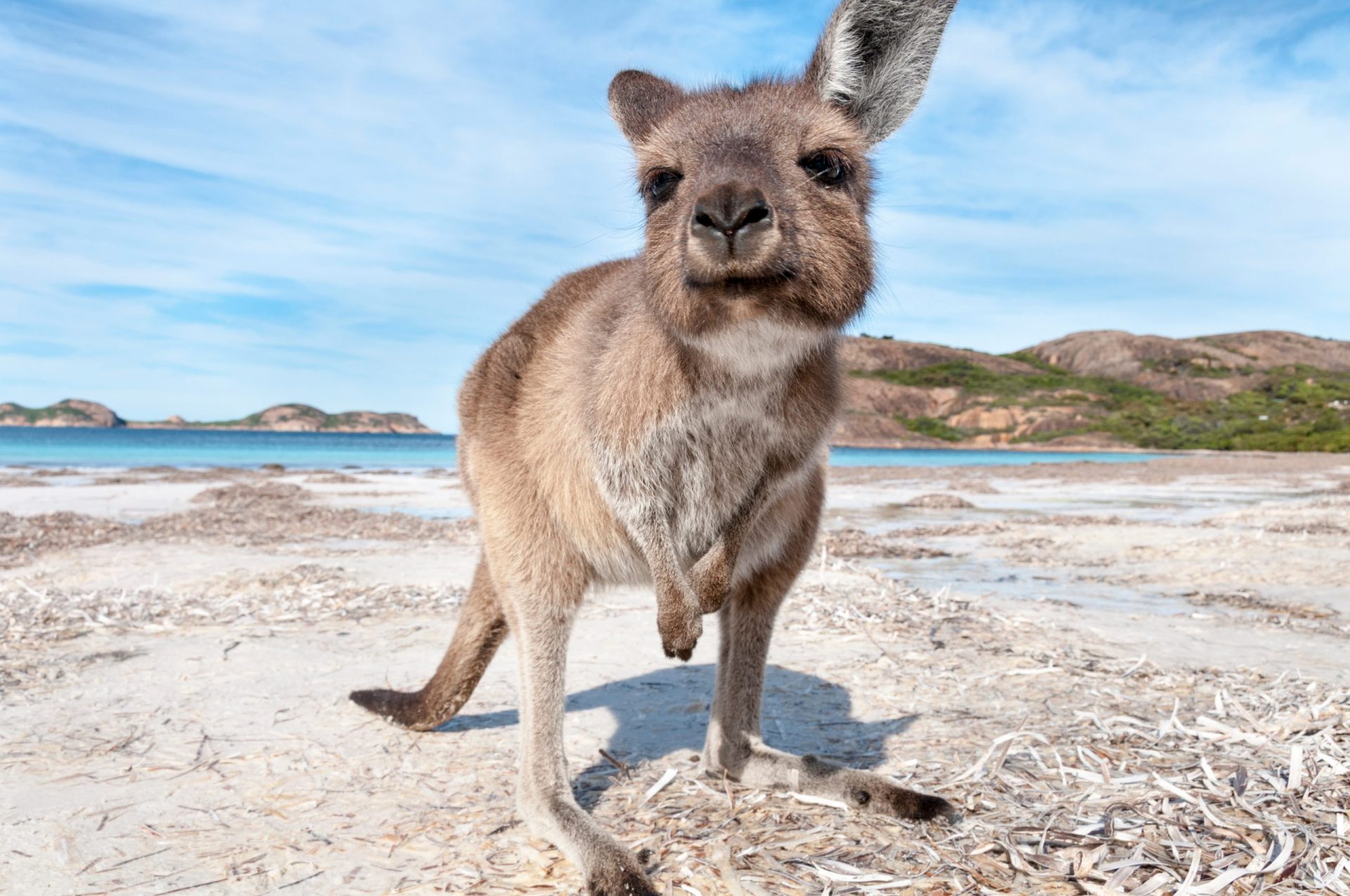 10 Amazing Animals Found Only In Australia - MyStart