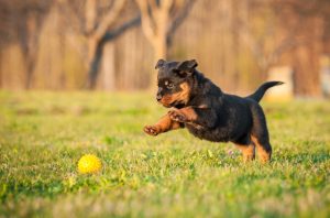 Rottweiler dog playing outdoors