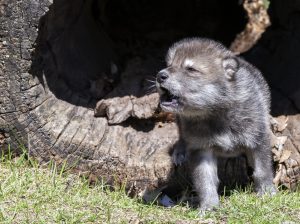 wolf pup playing