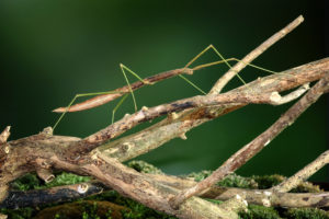 the walking stick insect