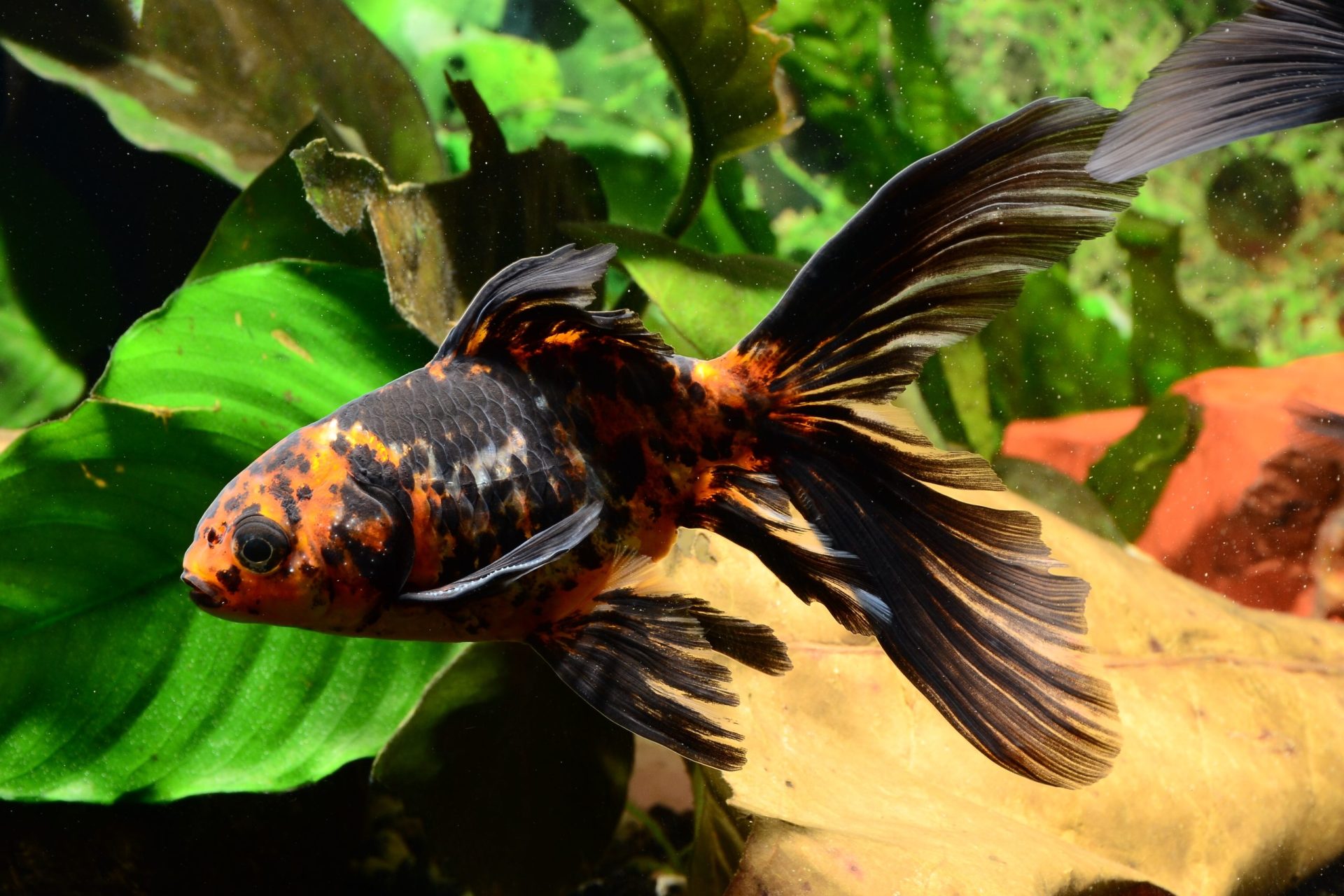 goldfish