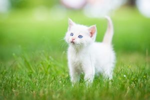 white cat kitten with blue eyes