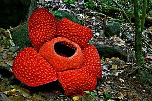 Rafflesia the giant flower