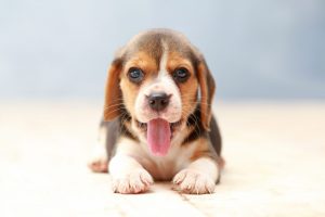 beagle puppy dog