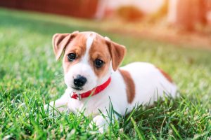 Jack Russel puppy playing outdoors