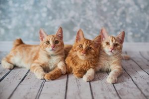 American Bobtail Cat