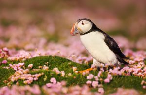 puffin chick